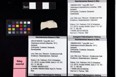 Foto (Objket + Etiketten) von Gastrosacus tuberosiformis (Lorenthey, 1929) 